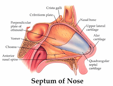 Septum of Nose