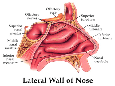 Lateral Wall of Nose